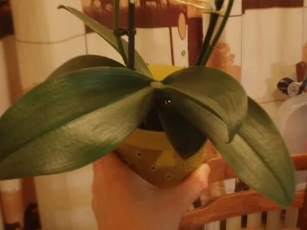 Fotourok orchideák transzplantáció