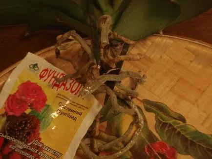 Fotourok orchideák transzplantáció