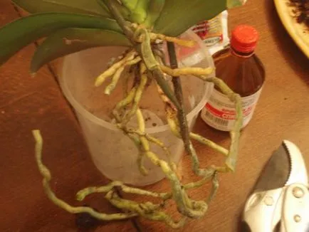 Fotourok orchideák transzplantáció