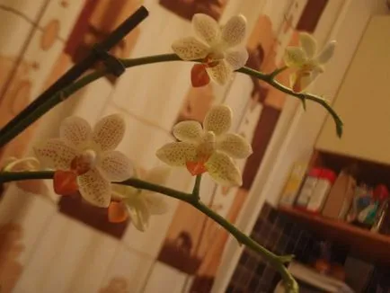 Fotourok orchideák transzplantáció