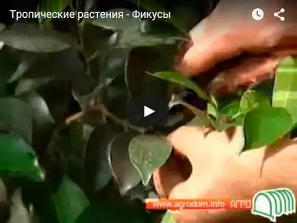 Formation ficus - mint egy zsinór ficus hogyan növekszik ficus-il Bush ficus-shtamb