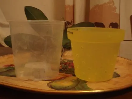 Fotourok orchideák transzplantáció