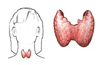 Hypothyreosis - alacsony pajzsmirigy működését, a kiváló egészség! (Egészség) Hypothyreosis - alacsony pajzsmirigy működését, a kiváló egészség!