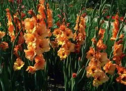 Gladioli - tavaszi ültetés és gondozás