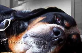 Hepatitis kutyáknál jelek, tünetek, kezelés (Dogs) Hepatitis kutyáknál jelek, tünetek, kezelés