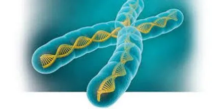 Gene, genom, kromoszóma meghatározása, szerkezet, funkció (gén) Gene, genom, kromoszóma meghatározása, szerkezet, funkció