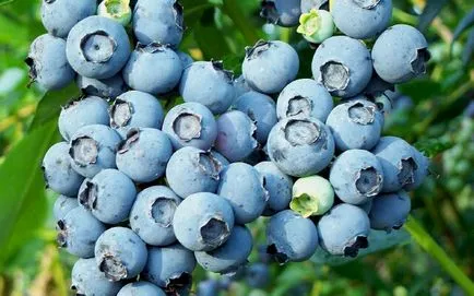 Áfonya hasznos tulajdonságok és ellenjavallatok (ellenjavallat) Áfonya, hasznos tulajdonság és ellenjavallatok