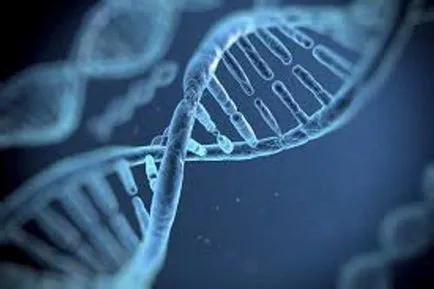 Gene, genom, kromoszóma meghatározása, szerkezet, funkció (kromoszóma) Gene, genom, kromoszóma meghatározása, szerkezet, funkció