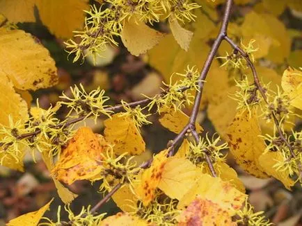Hamamelis - Hamamelis terápiás tulajdonságokkal - alkalmazás hamamelisbői