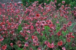 Avens ültetés a nyílt terepen, magról termesztése és karbantartása, a növényfajta, a fotó (ellátás) Avens ültetés a nyílt terepen, magról termesztése és karbantartása, a növényfajta a fotó