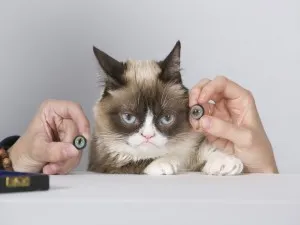 Mogorva Cat