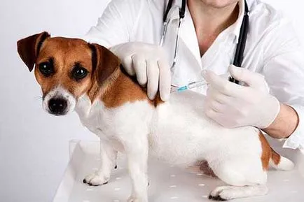 immunizációs séma kutyák kora ártáblázat