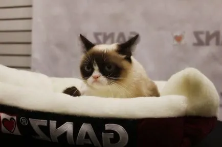 Szomorú Cat Cat Mogorva