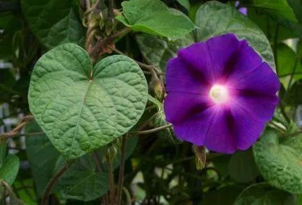 Morning Glory ültetés és gondozás a nyílt területen (ellátás) Morning Glory ültetés és gondozás a nyílt terepen