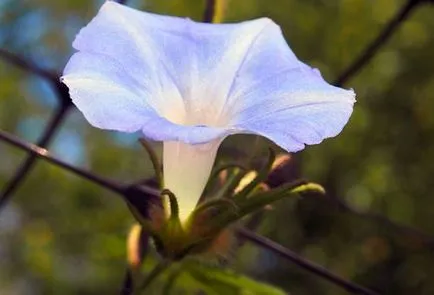 Morning Glory ültetés és gondozás a nyílt területen (kültéri) Morning Glory ültetés és gondozás a nyílt terepen