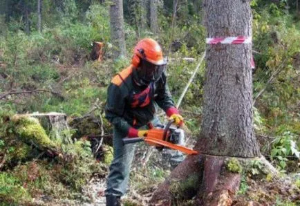 Arról, hogy hogyan kell helyesen vágni egy fát láncfűrész