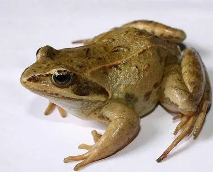 Érdekességek a békák, vivareit