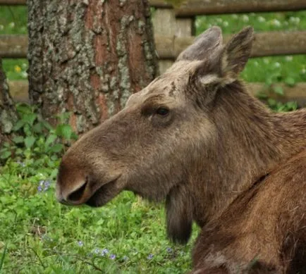 Érdekes tény a Bialowieza erdő - az egész Fehéroroszország (állatok) Érdekes tény a Bialowieza erdő - az egész fehérorosz