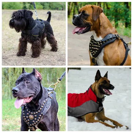 Online Shop fordogtrainers