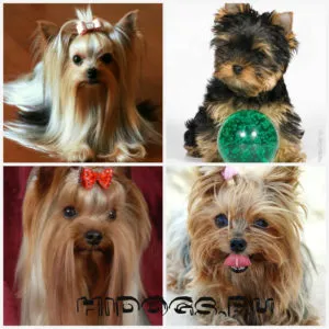 Yorkshire terrier fajta jellemzőit, gondozás, kölykök (fotók)