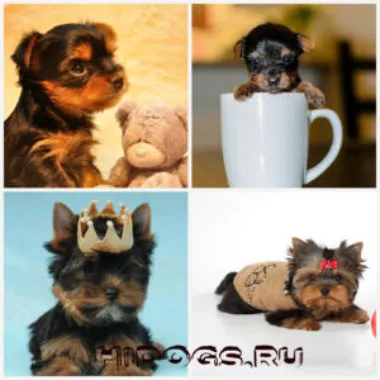 Yorkshire terrier fajta jellemzőit, gondozás, kölykök (fotók)