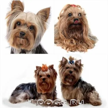 Yorkshire terrier fajta jellemzőit, gondozás, kölykök (fotók)