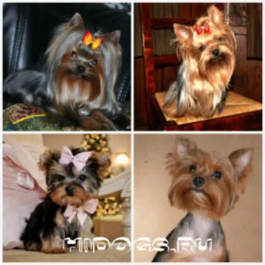 Yorkshire terrier fajta jellemzőit, gondozás, kölykök (fotók)