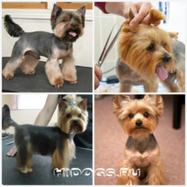Yorkshire terrier fajta jellemzőit, gondozás, kölykök (fotók)