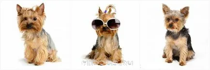 Yorkshire terrier fajta jellemzőit, gondozás, kölykök (fotók)