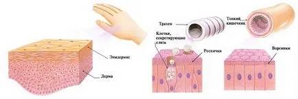 Mi az emberi test