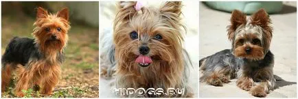 Yorkshire terrier fajta jellemzőit, gondozás, kölykök (fotók)