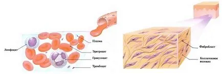 Mi az emberi test