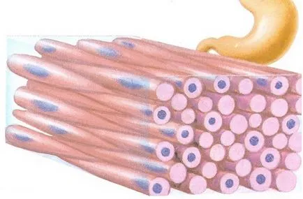 Mi az emberi test