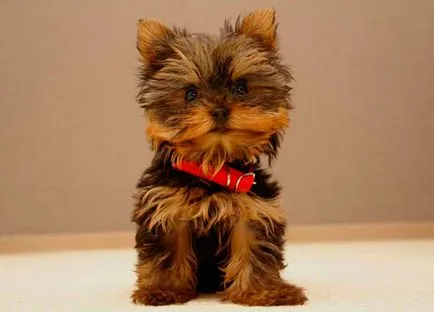 Yorkshire terrier magassága és súlya