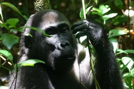 Mivel a gorillák beszélnek egymással