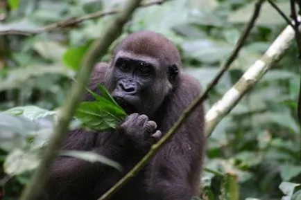 Mivel a gorillák beszélnek egymással