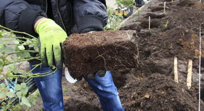 Hogyan és mikor helyesen ültetett egy rózsa nyílt terepen tavasszal vagy ősszel