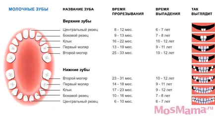 Mely fogakat változtatni gyermekek időszakban prioritást