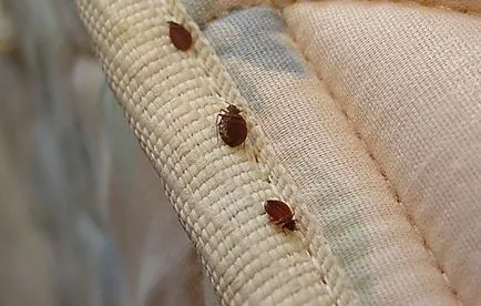 Megszabadulni poloska a lakásban, hogy segítsen, és hogy használhatatlan