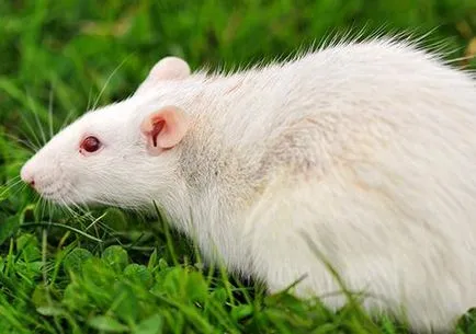 Mik a szürke patkány patkány (rat) Mik a szürke patkány patkány