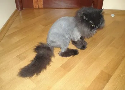 Ahogy segítségével végződött a macska az otthoni, fotók