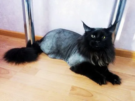 Ahogy segítségével végződött a macska az otthoni, fotók