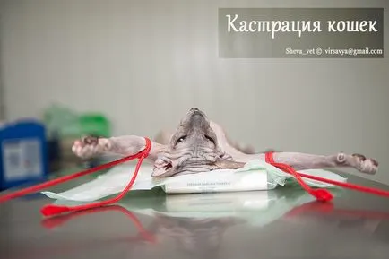Ahogy kasztrált macska - hogyan kell ezt csinálni (kasztrált) Ahogy kasztrált macska - hogyan történik