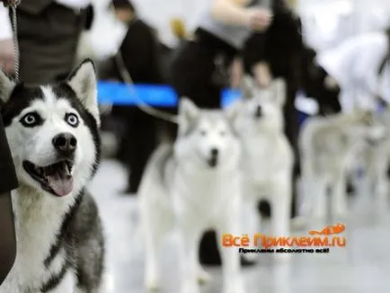 Hogyan ragasztó a füle York, chihuahua, játék terrier otthon