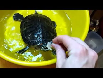 Hogyan táplálja a teknősök krasnouhih