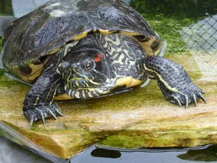 Hogyan táplálja a teknősök krasnouhih