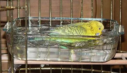 Hogyan fürödni egy papagáj többféleképpen fürdés - az életem