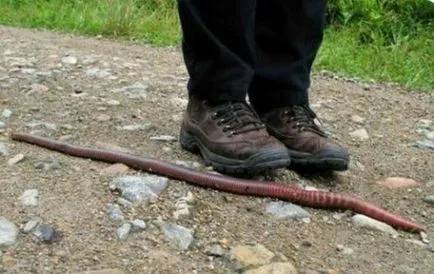Hogyan lehet elkapni a harcsa, a válaszokat a kérdéseire (fogni) Hogyan lehet elkapni a harcsa, a válaszokat a kérdéseire