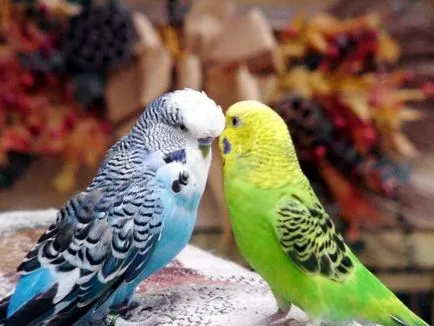 Hogyan mossa meg budgies