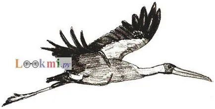 Hogyan kell felhívni Stork, gólya rajz ceruza szakaszában (szakaszaiban) Hogyan kell felhívni a gólya rajz gólya szakaszokban ceruza